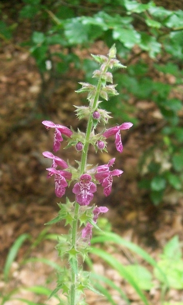 pianta Baviera - Stachys sylvatica